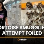 Taiwanese woman caught with 30 tortoises on body at airport | Thaiger