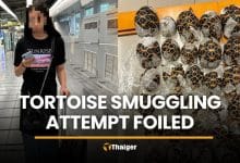 Taiwanese woman caught with 30 tortoises on body at airport | Thaiger
