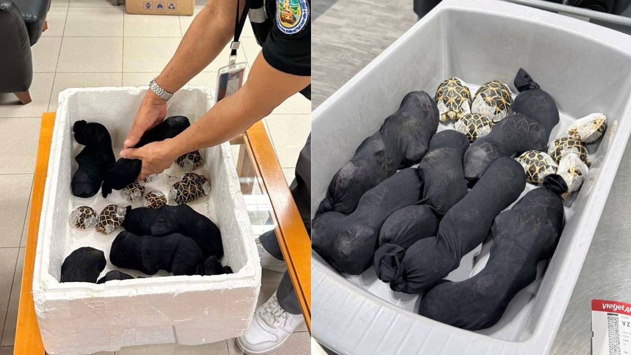 A Taiwanese woman was arrested at Suvarnabhumi Airport after officers found 30 tortoises hidden on her body before her Taipei flight.
