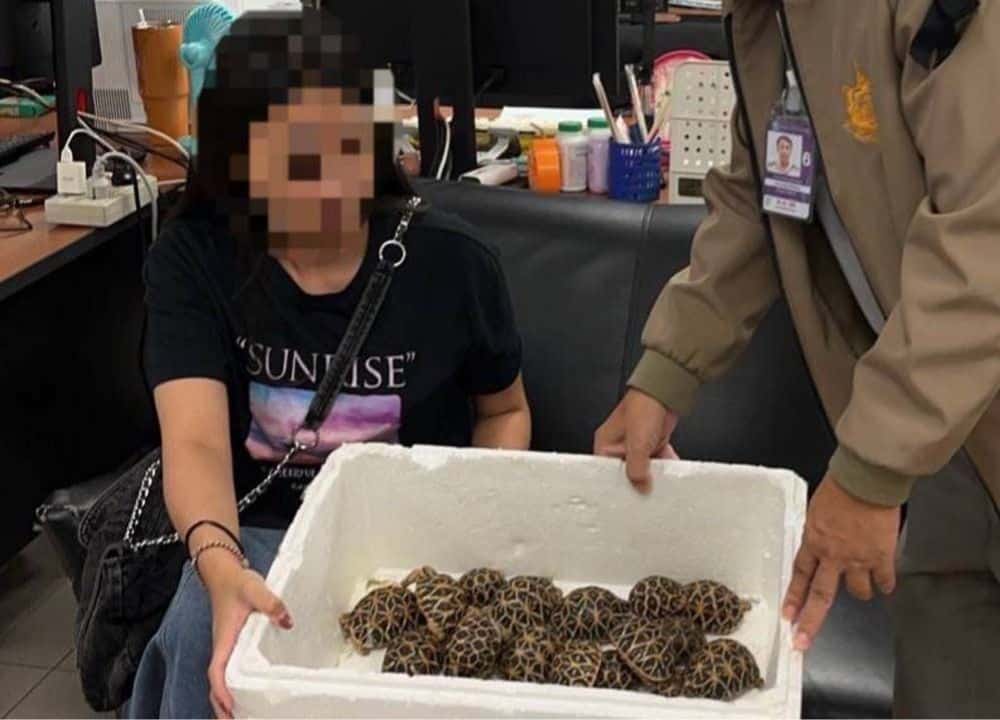 A Taiwanese woman was arrested at Suvarnabhumi Airport after officers found 30 tortoises hidden on her body before her Taipei flight.