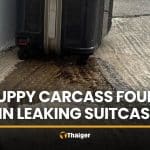Police open leaking suitcase in Pathum Thani, find puppy remains | Thaiger