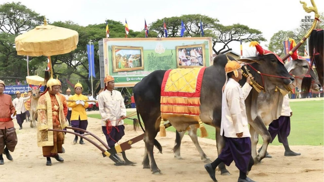 Why two white oxen decide Thailand's agricultural forecast every May in the Royal Ploughing Ceremony | News by Thaiger