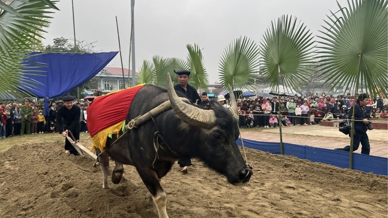 Why two white oxen decide Thailand's agricultural forecast every May in the Royal Ploughing Ceremony | News by Thaiger