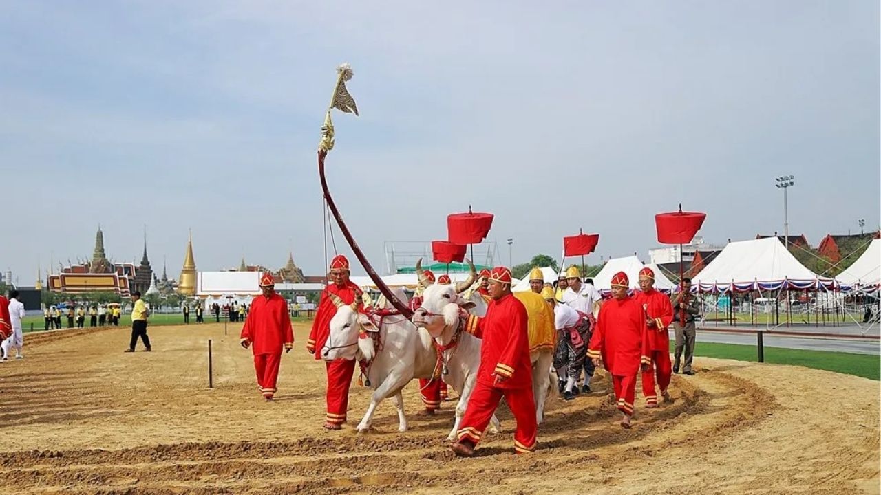 Why two white oxen decide Thailand's agricultural forecast every May in the Royal Ploughing Ceremony | News by Thaiger