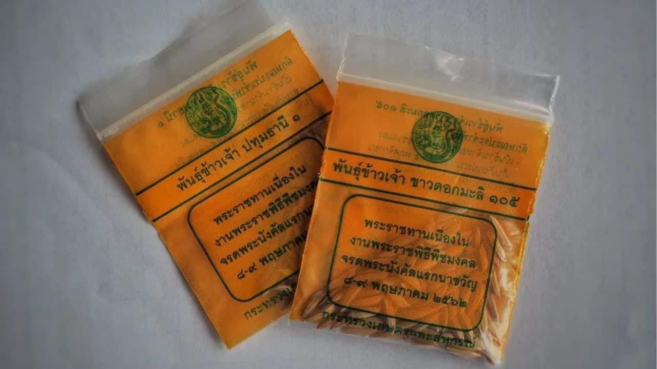 Blessed rice seeds are scattered during the Royal Ploughing Ceremony Thailand, symbolizing good fortune for farmers.