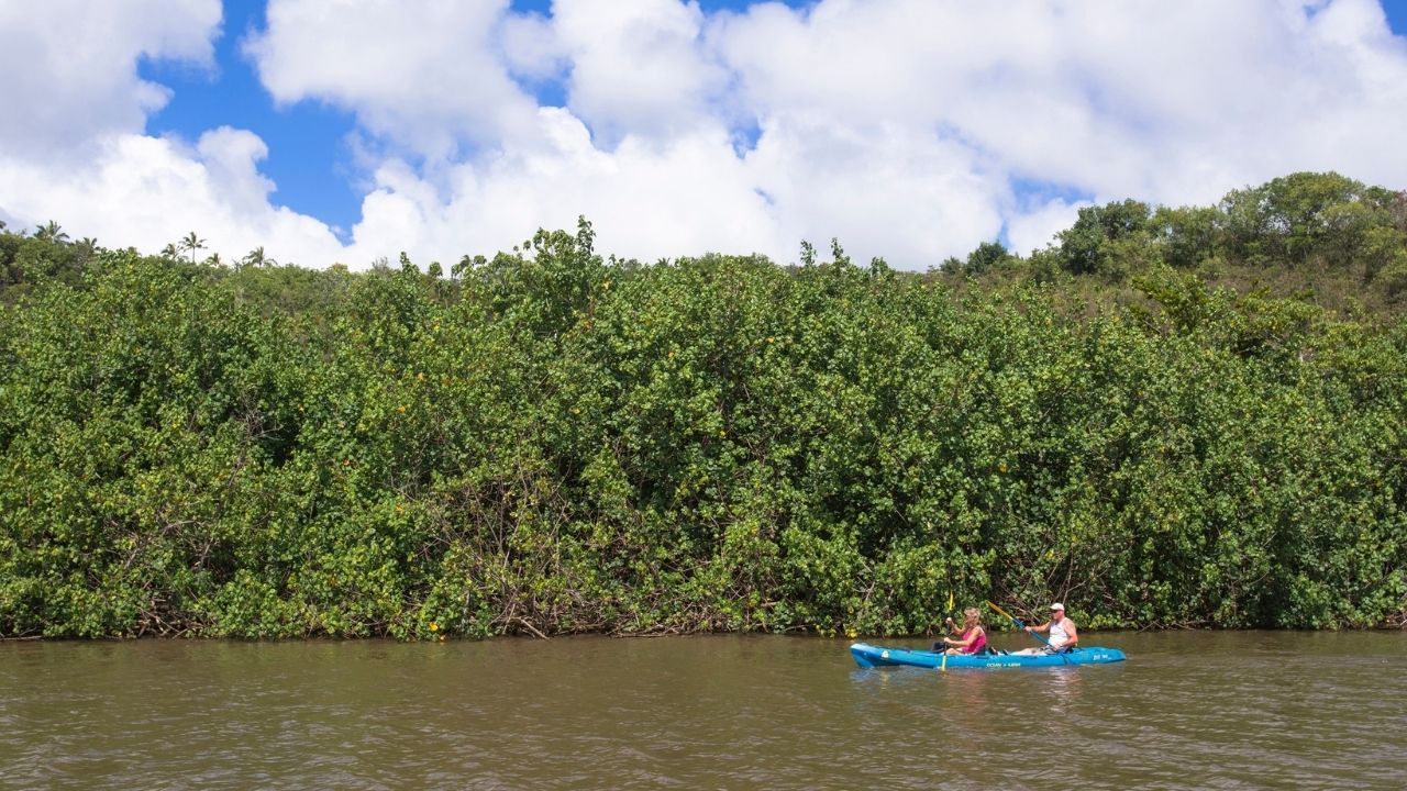 Kayak along mangrove