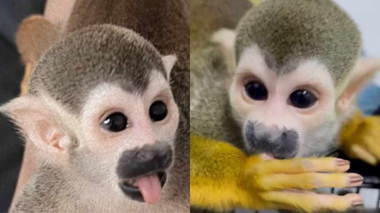 Monkey stolen from Bangkok mini zoo