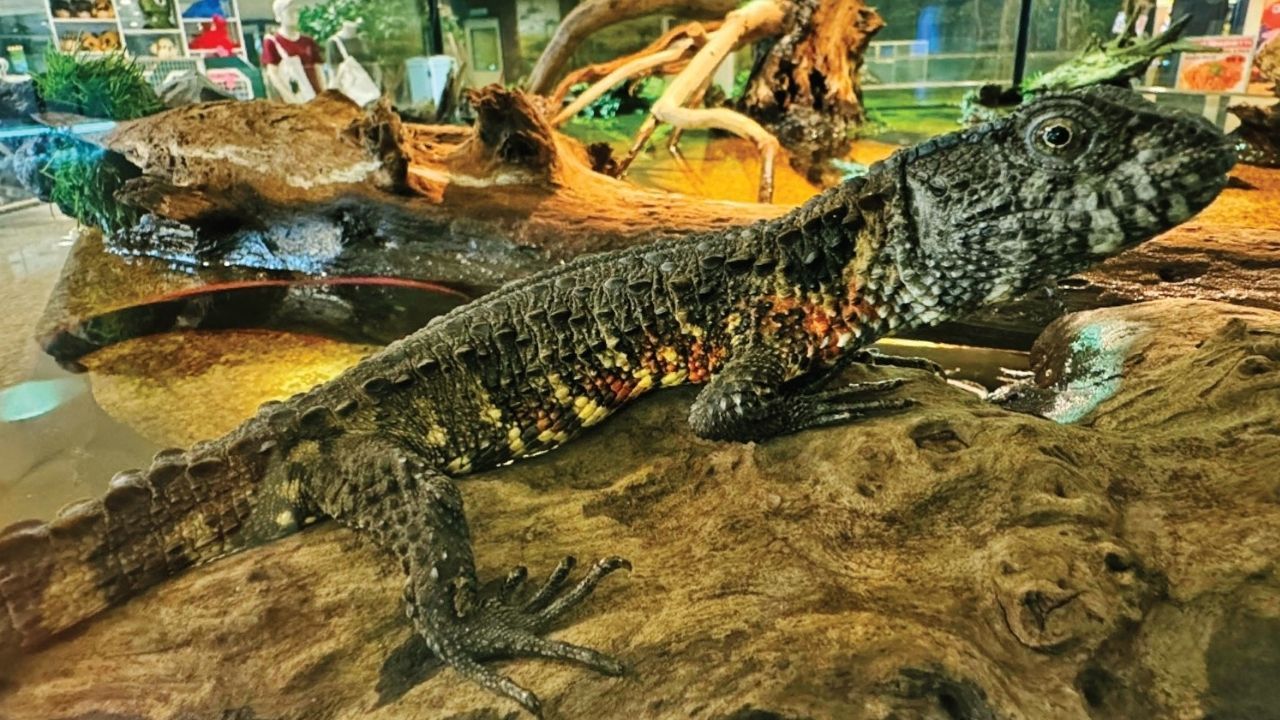 Exotic reptiles stolen from Pata Zoo in Bangkok