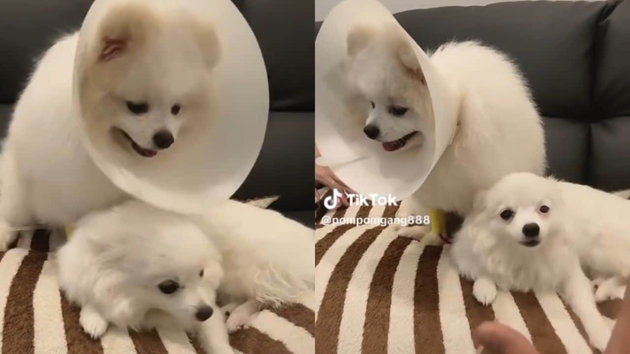 Gold consumption leads pet dogs to surgery