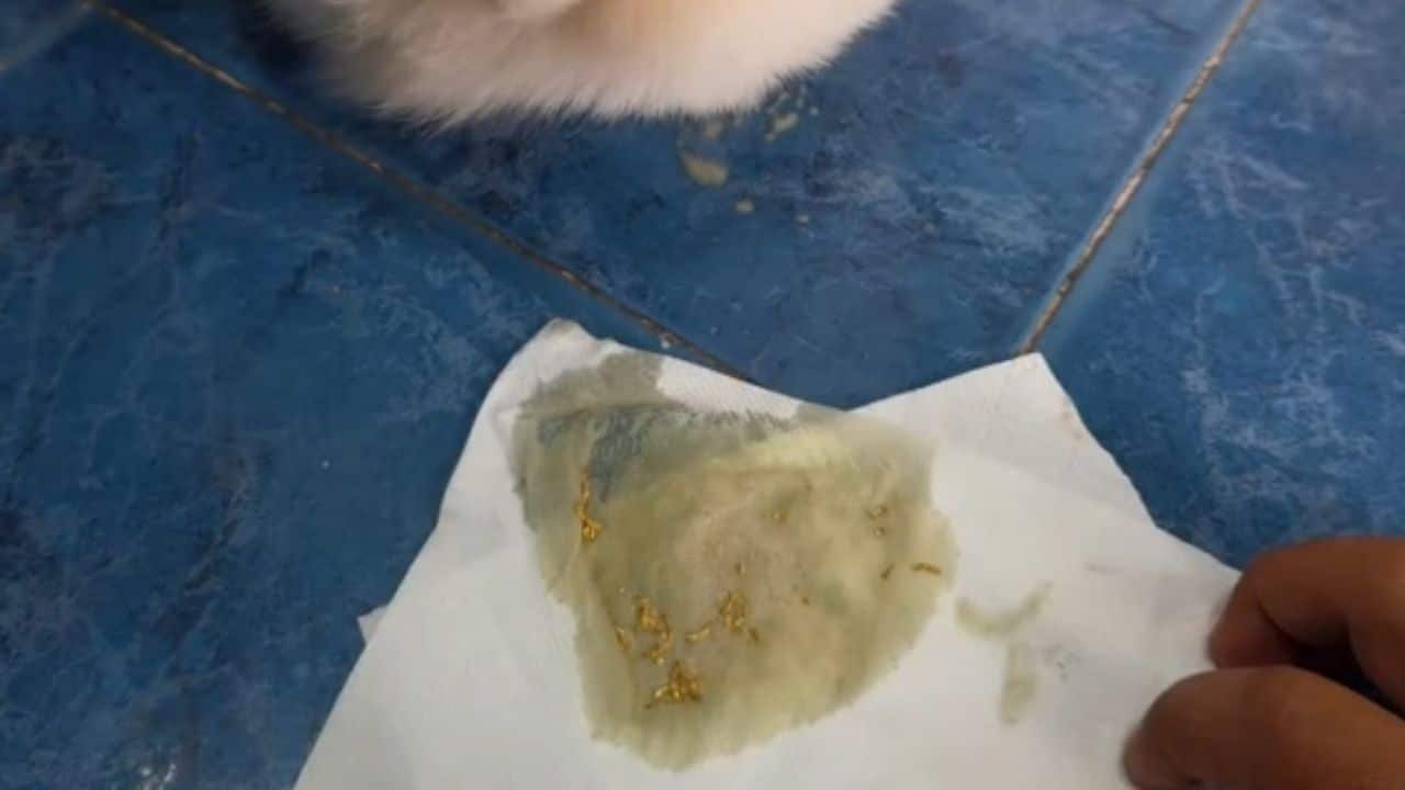 Pet dogs receive surgery after consuming gold accessory