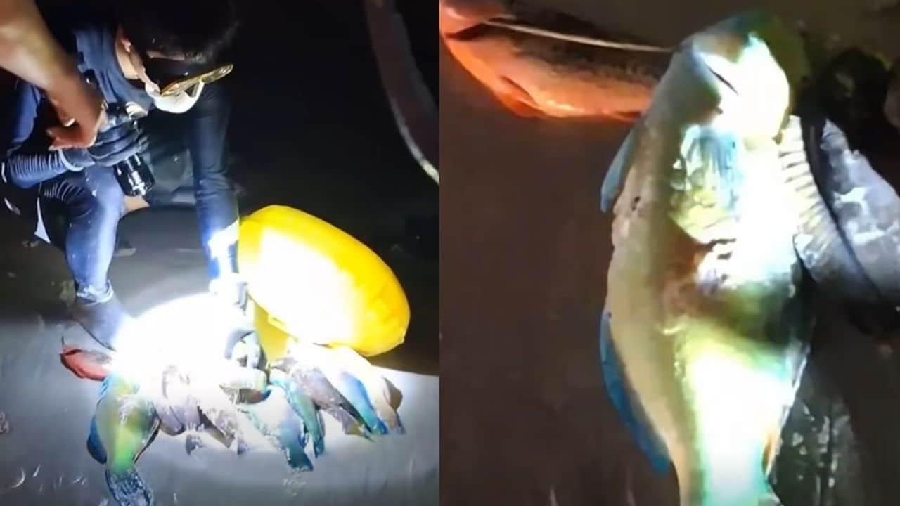 Chinese tourists hunt parrotfish in Phuket