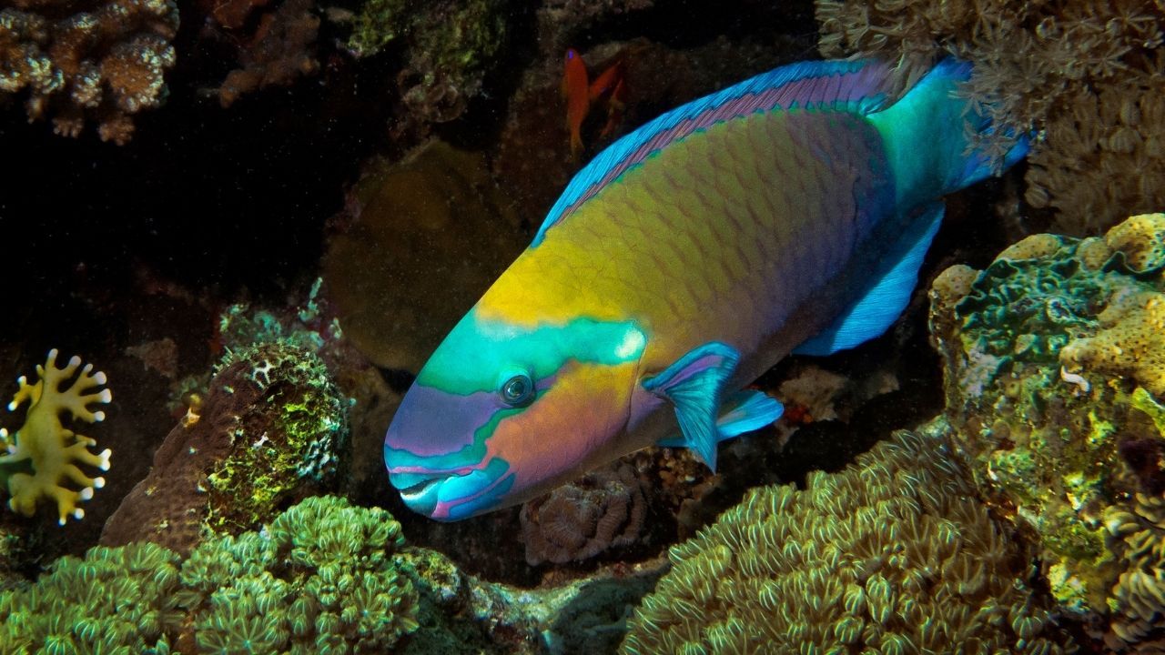 Parrotfish