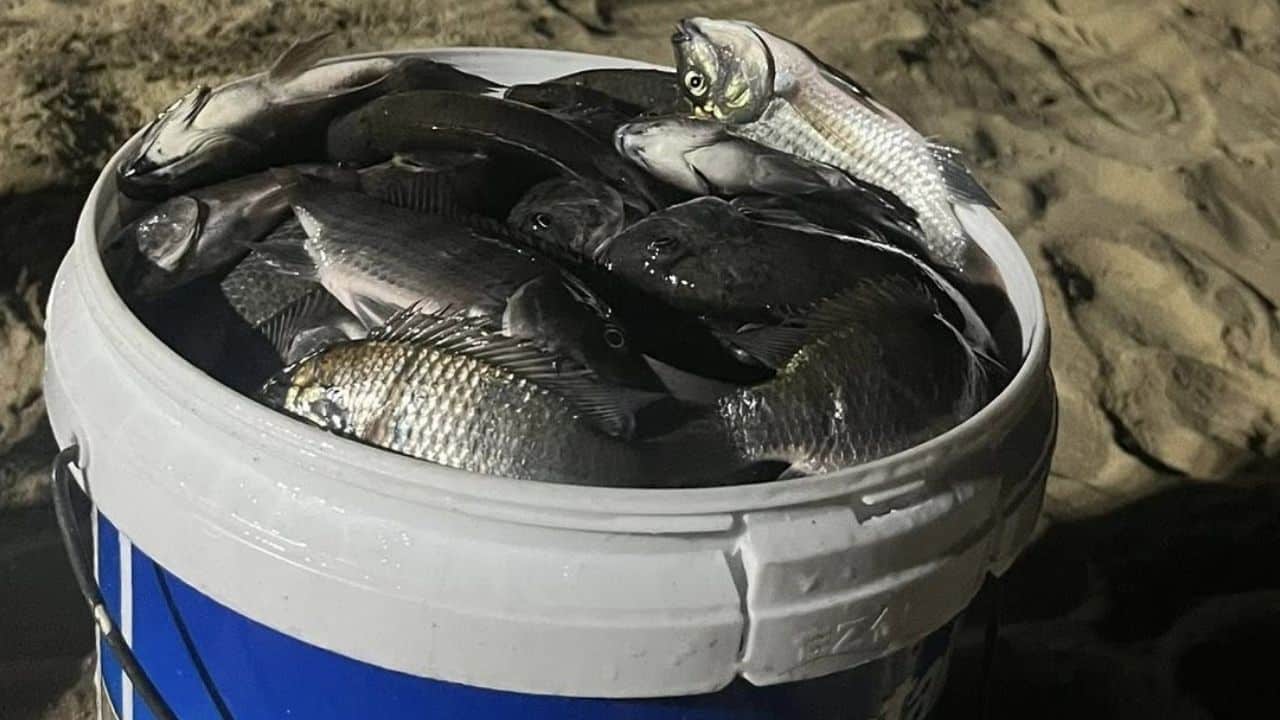 blackshin tilapia found in Pattaya