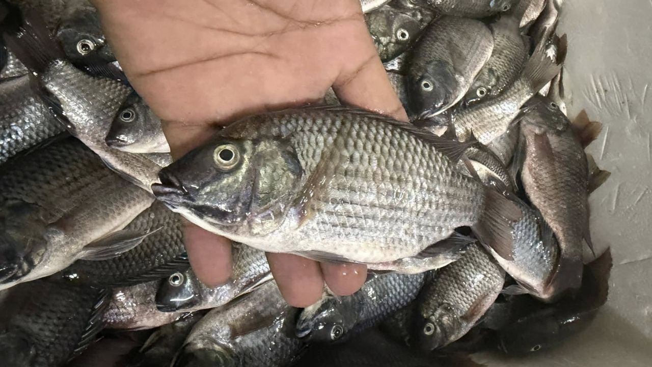Invasive fish arrives in Pattaya raising concerns among locals