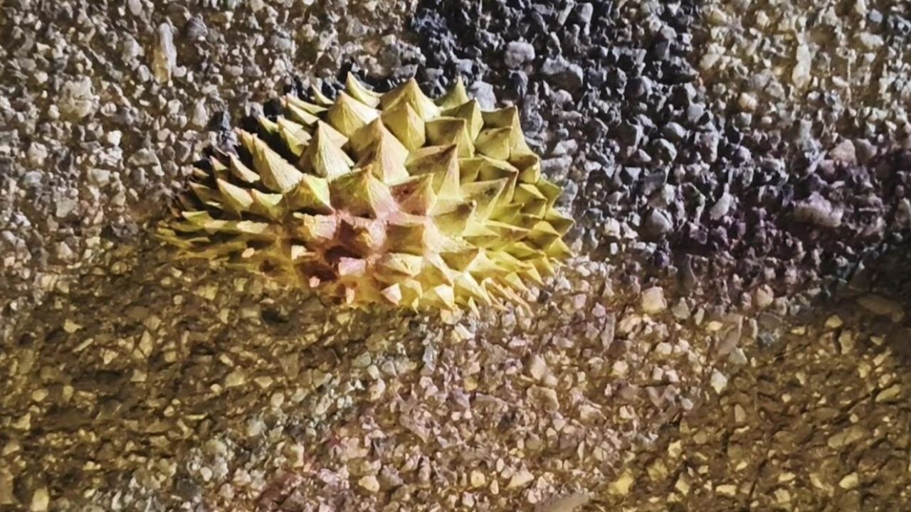 Thai woman attacked with durian in Chachoengsao