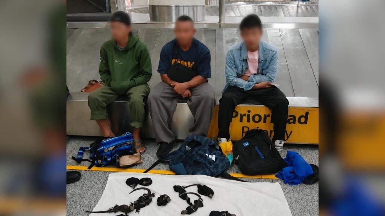 Thai men arrested for iguana smuggling in Ecuador
