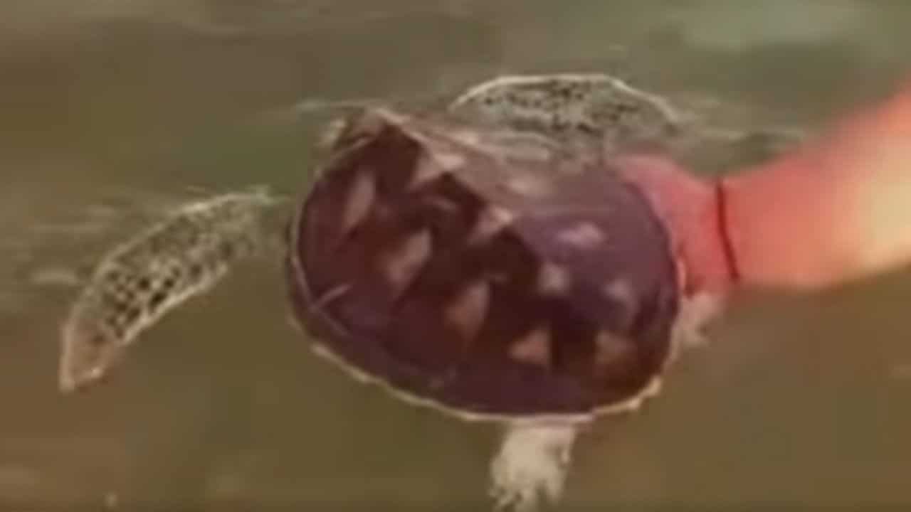 Foreigners touch sea turtle in Phuket