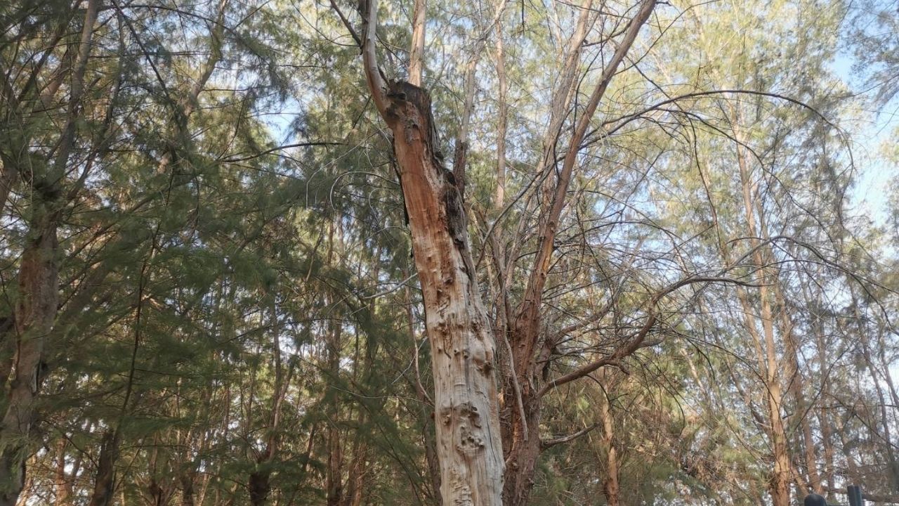 Falling tree branch hits Danish man in Rayong