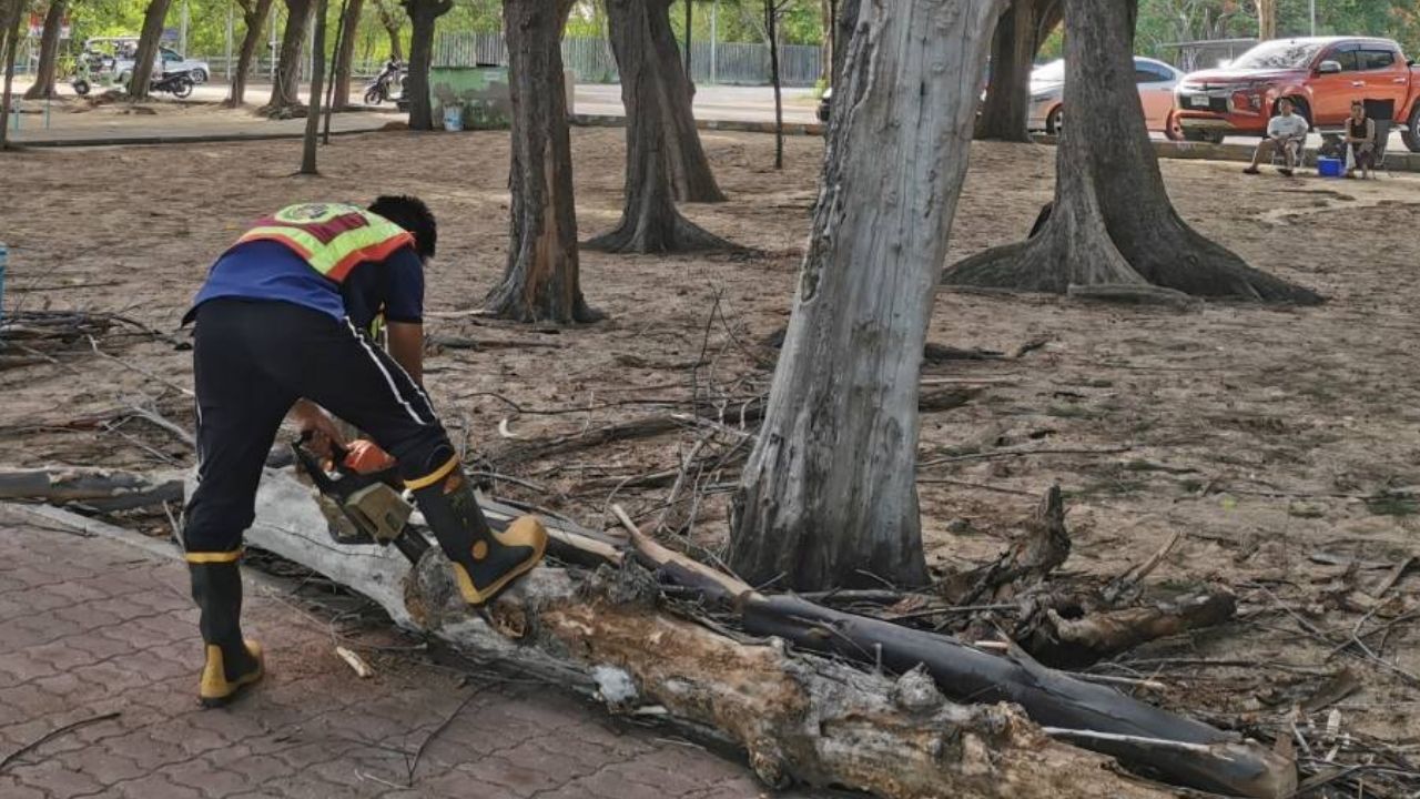 Foreign man injured by falling tree