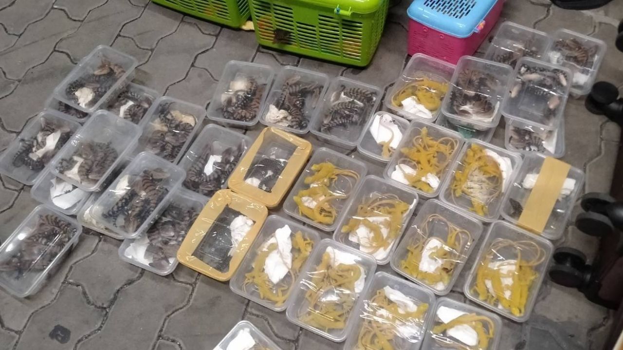Live wildlife rescued from animal trafficking