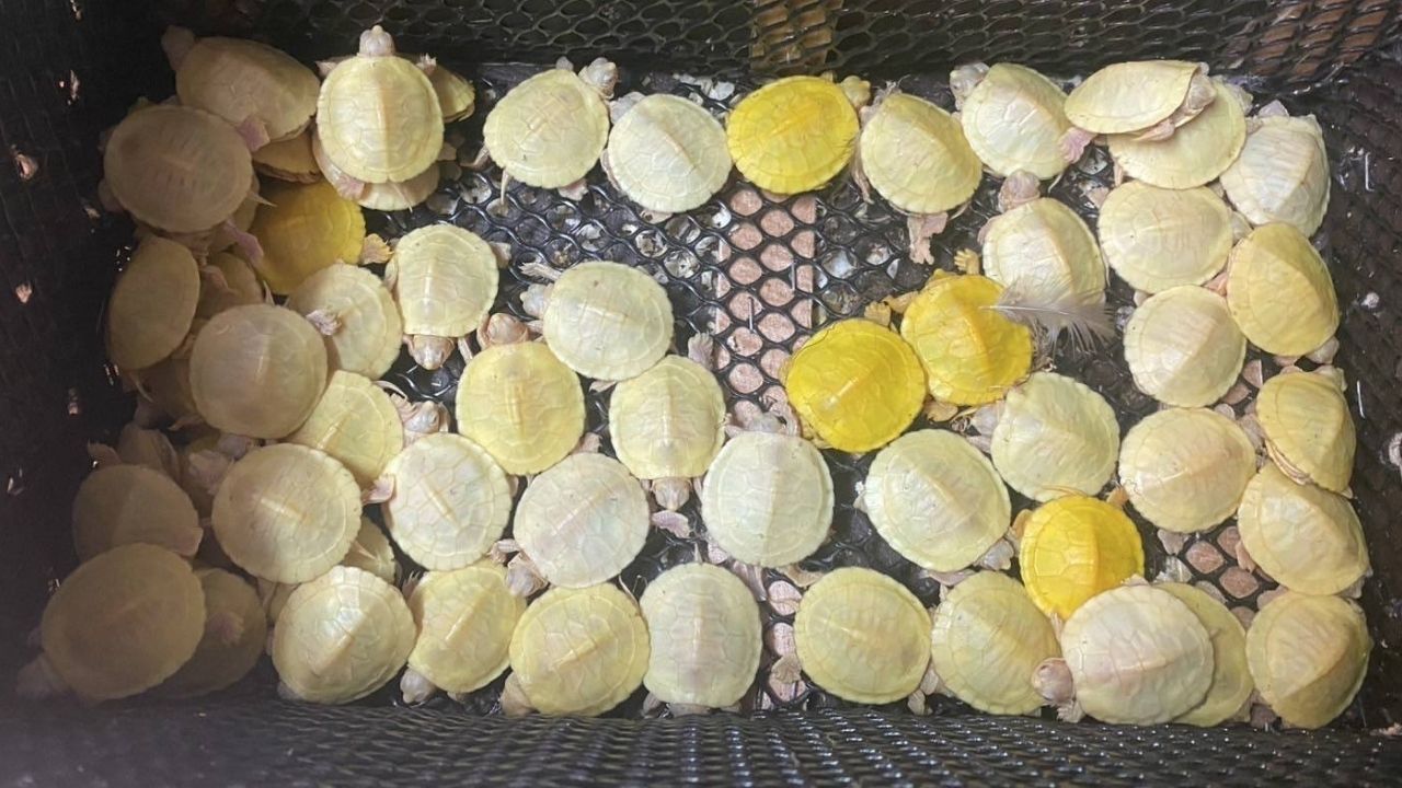 live animal smuggling intervened at Suvarnabhumi Airport