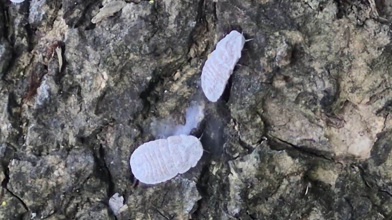 Fried insect consumption causes illness in Lampang