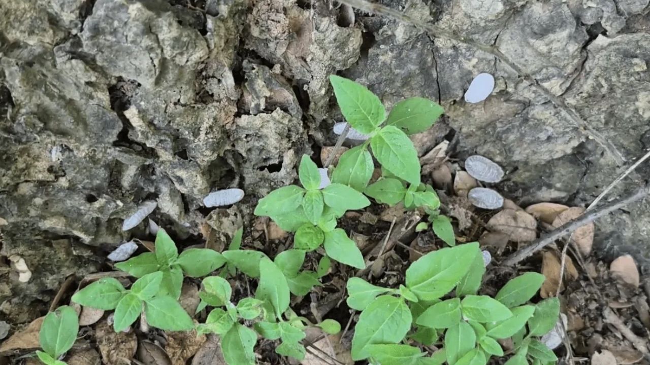 Scale insects sent Lampang officials to hospital