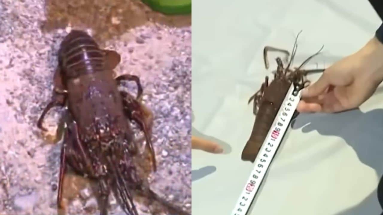 Lobster poaching led 4 Thai men to be arrested in Japan