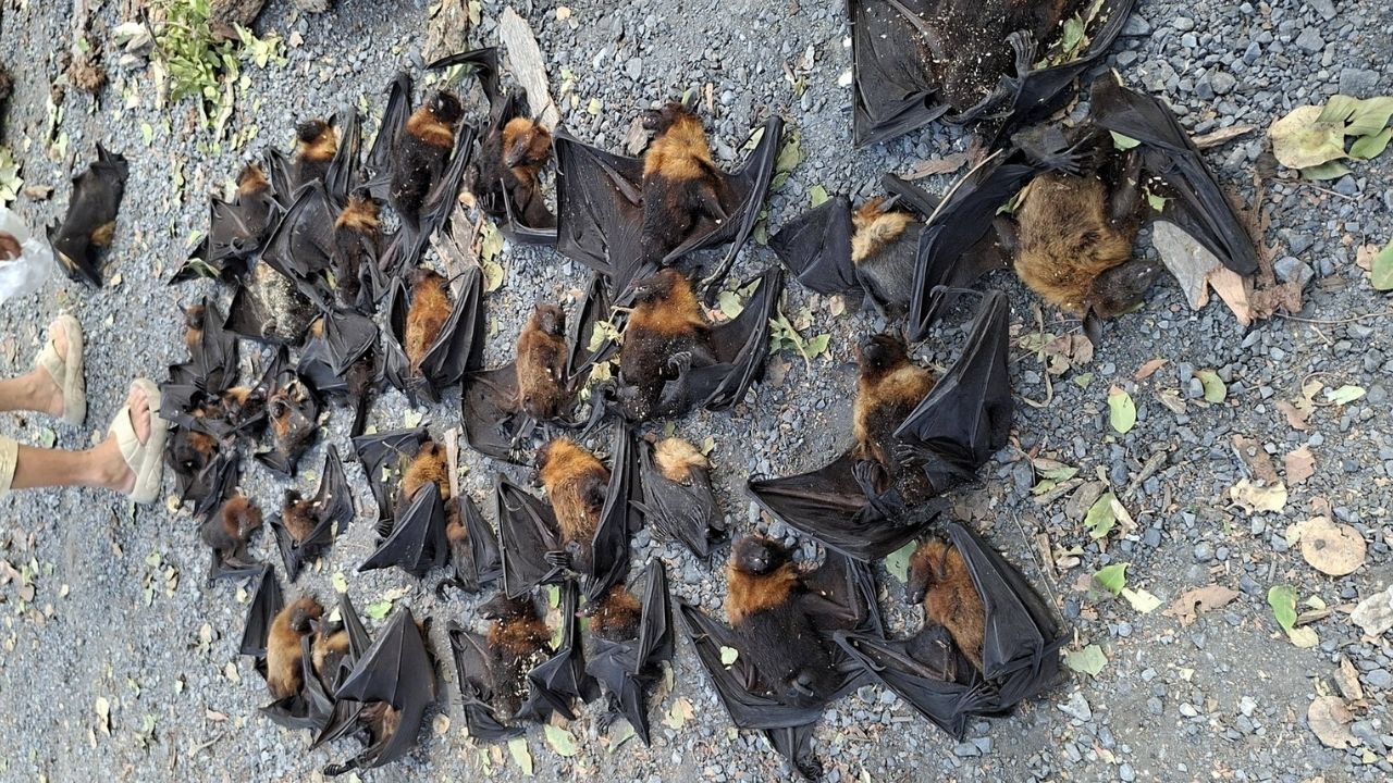 bat deaths spark health concerns