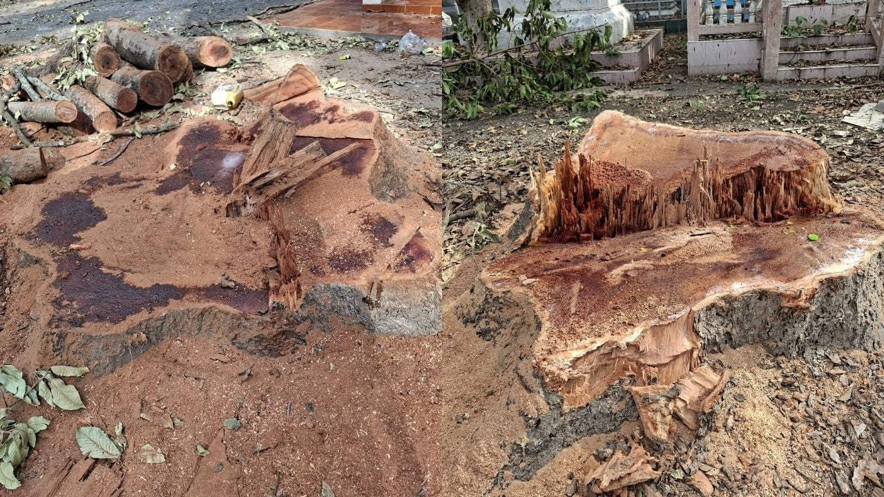 Tree cut at temple in Nakhon Nayok spark criticism