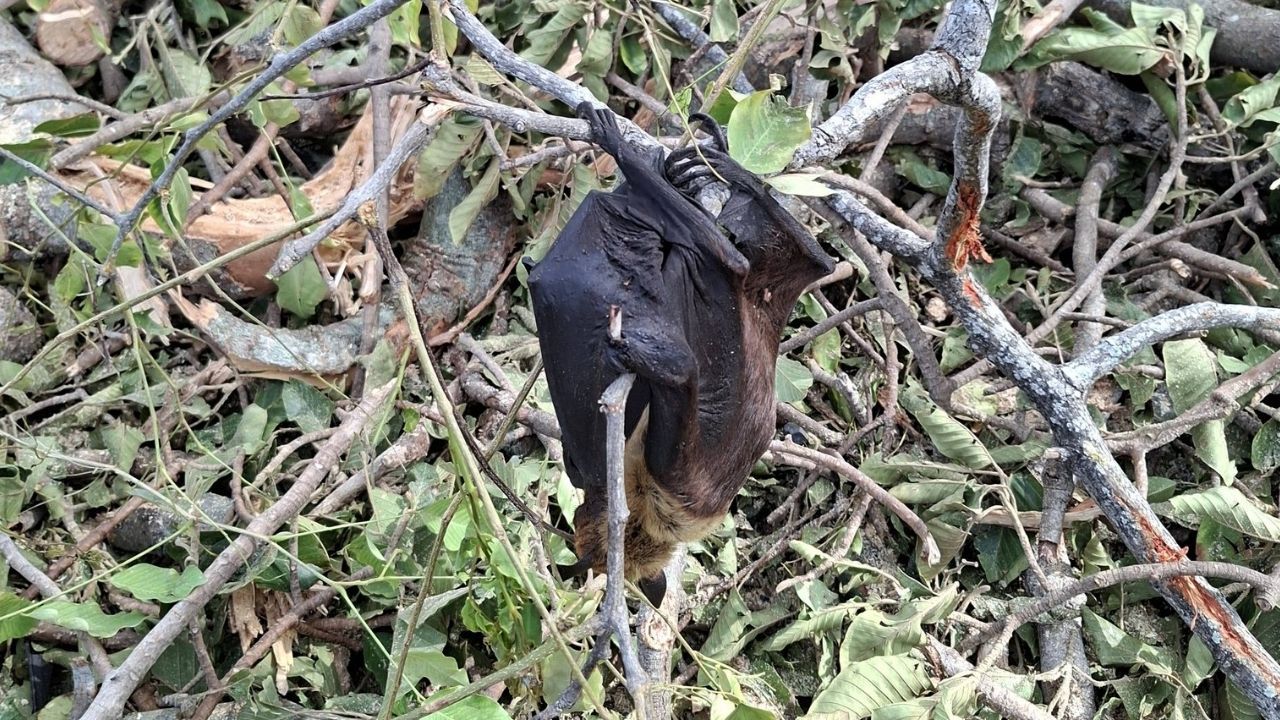 Dead bats cause health concerns in Nakhon Nayok