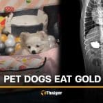 2 dogs eat gold necklace worth over 140K baht, prompting urgent surgery | Thaiger