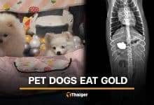 2 dogs eat gold necklace worth over 140K baht, prompting urgent surgery | Thaiger