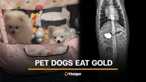 2 dogs eat gold necklace worth over 140K baht, prompting urgent surgery | Thaiger