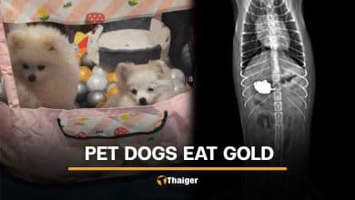 2 dogs eat gold necklace worth over 140K baht, prompting urgent surgery | Thaiger