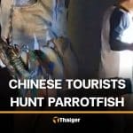 Chinese tourists filmed with protected parrotfish and starfish in Phuket | Thaiger