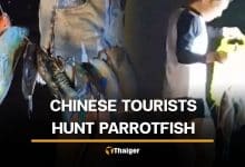 Chinese tourists filmed with protected parrotfish and starfish in Phuket | Thaiger