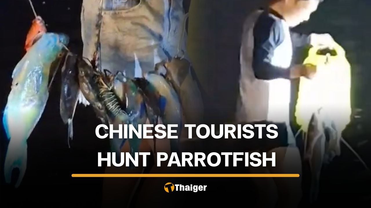 Chinese tourists filmed with protected parrotfish and starfish in Phuket | Thaiger