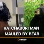 Bear mauls Thai man while collecting food ingredients in Ratchaburi forest | Thaiger