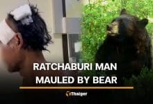 Bear mauls Thai man while collecting food ingredients in Ratchaburi forest | Thaiger