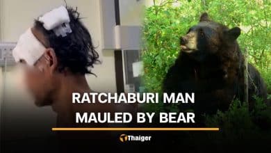 Bear mauls Thai man while collecting food ingredients in Ratchaburi forest | Thaiger