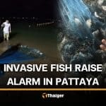 Local fisherman finds invasive blackchin tilapia off Pattaya Beach | Thaiger