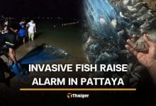 Local fisherman finds invasive blackchin tilapia off Pattaya Beach | Thaiger