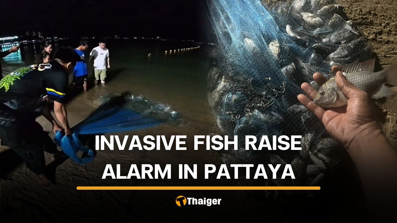 Local fisherman finds invasive blackchin tilapia off Pattaya Beach | Thaiger