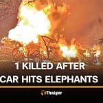 Kanchanaburi man killed after car crashes into wild elephants | Thaiger