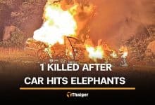 Kanchanaburi man killed after car crashes into wild elephants | Thaiger