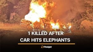 Kanchanaburi man killed after car crashes into wild elephants | Thaiger