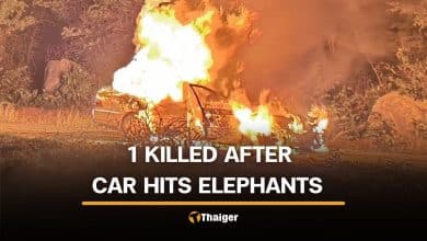 Kanchanaburi man killed after car crashes into wild elephants | Thaiger