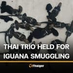 3 Thai men arrested in Ecuador with 12 rare Galápagos iguanas | Thaiger