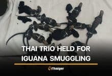 3 Thai men arrested in Ecuador with 12 rare Galápagos iguanas | Thaiger